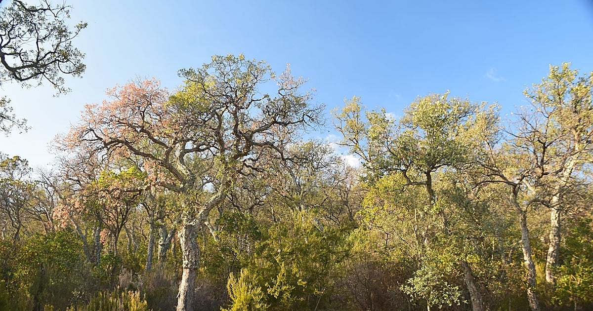 Los bosques españoles tienen sed