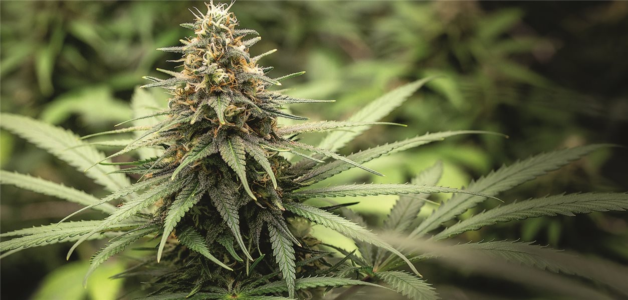 Cannabis-Verordnung ohne Arzt-Patienten-Kontakt? Der Ärztetag will ein Stopp-Signal