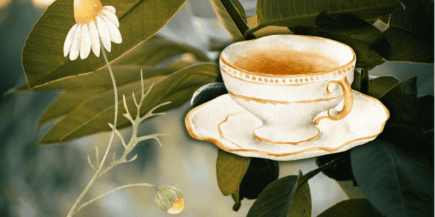 ¿Para qué sirve tomar té de hoja de guayaba con manzanilla?