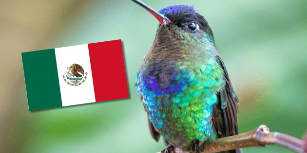 Cuál es el colibrí mexicano y en qué se diferencian con el resto
